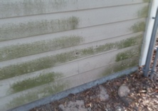 Mildew caused by splash back due to lack of gutters